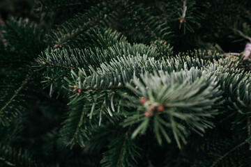 Naklejka na ściany i meble Christmas minimalistic background on the desktop with a Christmas tree. Dark green prickly branches of spruce close-up. Horizontal banner.