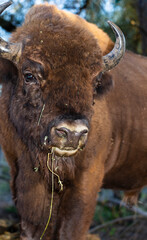 European bison (Bison bonasus), also known as the wisent. The existence of an animal in the reserve.