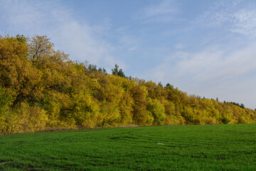 a country road goes through the winter crops near the forest. Clear sky. Fall