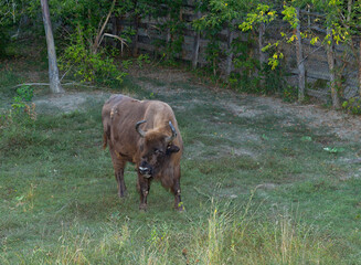European bison (Bison bonasus), also known as the wisent. The existence of an animal in the...