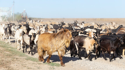 Naklejka na ściany i meble A herd of goats and sheep. Animals are walking along a dusty road.