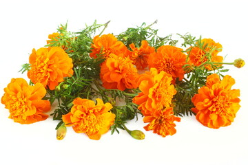 marigold flower in white background for nature,agriculture,religious,festival related concept 