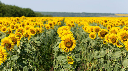 Obraz premium Field of Golden sunflowers, illuminated by the midday sun. Sunflower Flower Blossom.