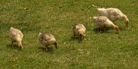 Geese ducklings in the grass