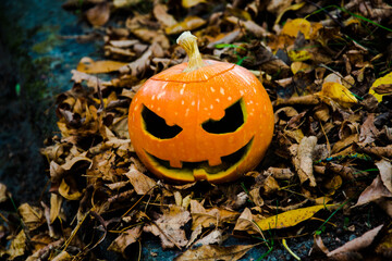 
Pumpkin for the holiday Halloween. the back deciduous background is blurred.