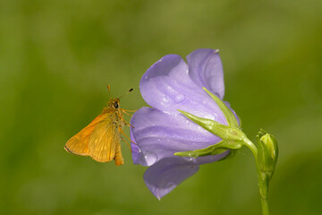Large skipper with closed wings siting on a puprle chinese bellflower.