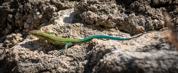 Green lizard on a stone bcakground.