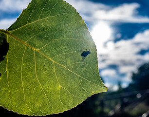 Leaf with a blue sky and a fly in the back.