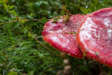 Amanita poisonous mushroom in the forest (Selective focus)