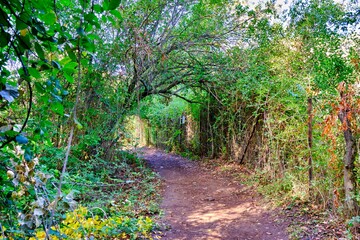 Road under the trees between El Bosque and Benamahoma