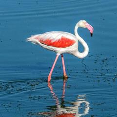 Flamant rose
