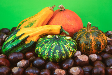 Autumn harvest. Composition of decorative pumpkins on a green background (Focus stacking)