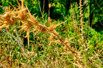 Thistle branch with green background