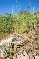 Eine Landschildkröte in der Seitenansicht in ihrem Lebensraum