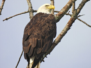 Bald Eagle Bird Perched High in Bare Tree Top with Profile View, Beautiful Brown and White Feathers, Yellow Beak, Majestic Looking