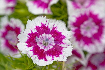 White and puple Sweet William flowers, close-uo - Dianthus barbatus