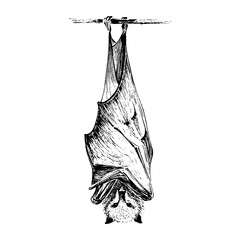 The bat hangs on a branch. Engraving style. Black and white graphics. Brush texture.