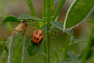 Orange ladybug larva with black pattern on a gren plant in the garden, selective focus - Coccinellidae
