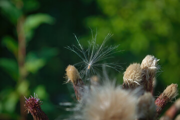 Morning field background with wild flowers. Wild flowers in a meadow nature.