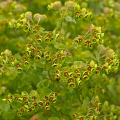 flowers of a large mediterranean spurge plant, selective focus - Euphorbia characias 