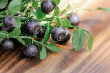 wild blueberry bush on wooden background, wild berries harvest, organic antioxidant nutrition.