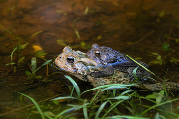 American toads (Anaxyrus americanus) mating in a shallow pool of water, Wissahickon Valley Park, Philadelphia, Pennsylvania, USA