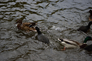 A female mallard, a coot and a mallard drake in the water snatch food from each other

