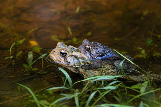 American Toads (Anaxyrus Americanus) Mating In A Shallow Pool Of Water, Wissahickon Valley Park, Philadelphia, Pennsylvania, USA