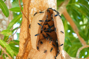 Synoeca cyanea wasps in the tropical forest. Commonly known as warrior wasps or drumming wasps, they are known for their aggressive behavior. Wasp nest in a mango tree in Solimões, Pará, Brazil.