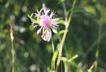 mariposa de tonos rosa bailando con una flor , con dos antenas sensoriales, ojos grandes y cuatro patas, la coruña, españa, europa