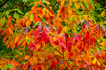 Naklejka na ściany i meble Brilliant autumn sassafras tree leaves in orange, red, and yellow and green changing into fall colors near Oak Grove, Micihgan, USA in October