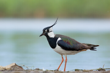 Northern lapwing. Bird in breeding plumage in spring. Vanellus vanellus