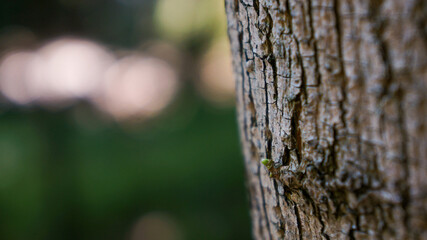 Obraz premium close up of a tree