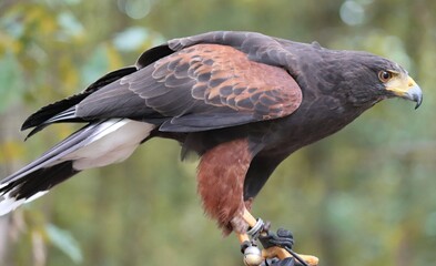 Wüstenbussard in der Nahaufnahme 