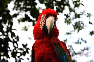 Obraz premium macaw guacamaya
