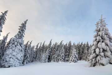 Beautiful winter mountain landscape. Tall spruce trees covered with snow in winter forest and cloudy sky background.