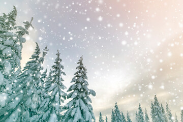 Beautiful winter mountain landscape. Tall spruce trees covered with snow in winter forest and cloudy sky background.