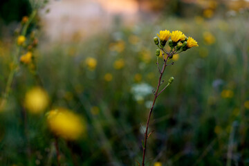 Dandelion in a summer green field