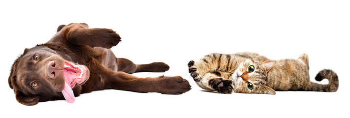 Funny Labrador puppy and  cat Scottish Straight lying together isolated on a white background