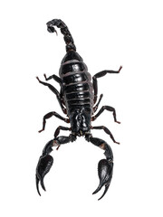 Top view of Asian Forest Scorpion aka Heterometrus Petersii. Isolated on white background.