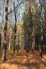 Obraz premium Autumn birch forest in central Russia