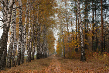 Fototapeta premium Autumn birch forest in central Russia