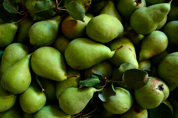 freshly picked pears are in a box