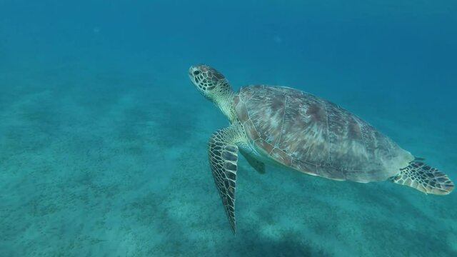 Young Sea turtle swims up in blue water, takes a breath and dives to the bottom. Green Sea Turtle (Chelonia mydas) and Remora fish (Echeneis naucrates), Red Sea, Egypt