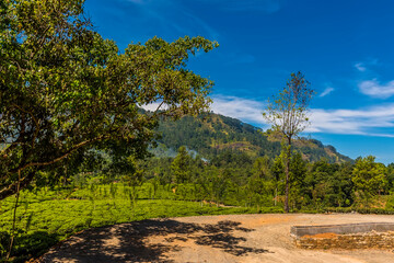 A view across a trail towards a tea plantation in upland tea country in Sri Lanka, Asia