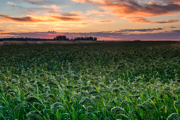 Bright green field at sunset