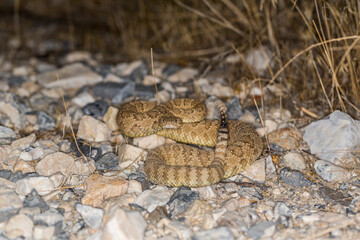 Low POV facing rattlesnake in the desert coiled up ready to strike