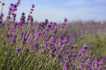 Obraz premium Beautiful blooming lavender field on summer day, closeup