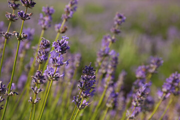 Beautiful blooming lavender field on summer day, closeup