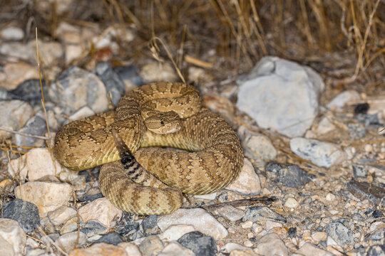 Desert environment, snake in the rocks by grassy background